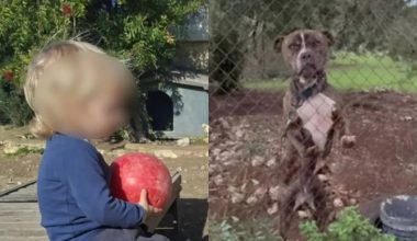 Ζάκυνθος – Θείος 2χρονου: «Έλεγα στην αδερφή μου να μην πάρει ποτέ αυτόν τον σκύλο»