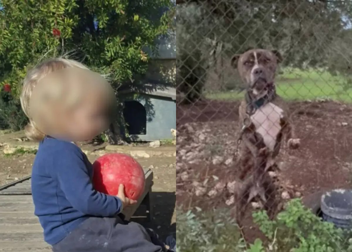 Ζάκυνθος – Θείος 2χρονου: «Έλεγα στην αδερφή μου να μην πάρει ποτέ αυτόν τον σκύλο»