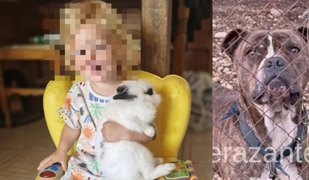 Ζάκυνθος: Η μητέρα του 2χρονου «σπάει» τη σιωπή της: «Το πίτμπουλ τρόμαξε από πυροβολισμούς»