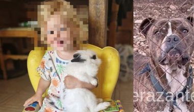 Ζάκυνθος: Η μητέρα του 2χρονου «σπάει» τη σιωπή της: «Το πίτμπουλ τρόμαξε από πυροβολισμούς»