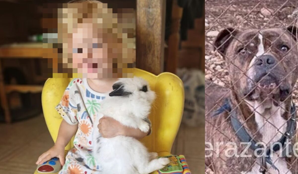 Ζάκυνθος: Η μητέρα του 2χρονου «σπάει» τη σιωπή της: «Το πίτμπουλ τρόμαξε από πυροβολισμούς»