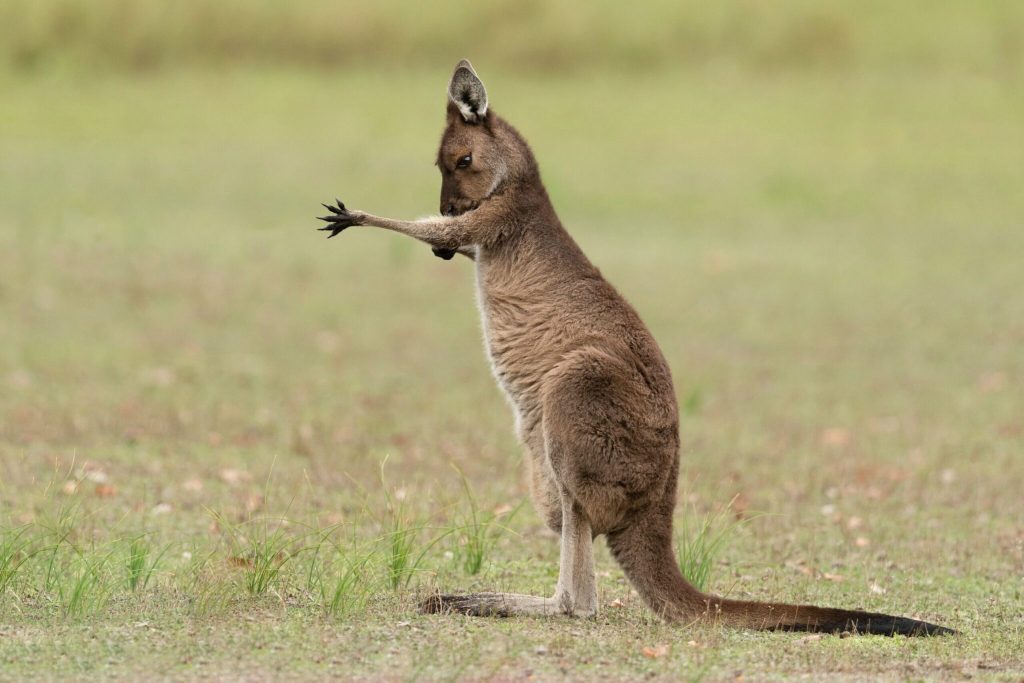 Κύπρος: Ποινή φυλάκισης 14 μηνών σε 37χρονο που τεμάχισε καγκουρό