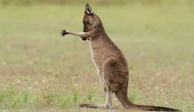 Κύπρος: Ποινή φυλάκισης 14 μηνών σε 37χρονο που τεμάχισε καγκουρό