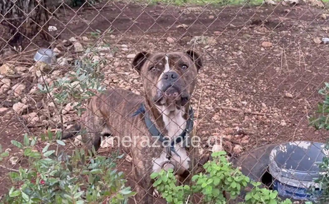 Εκπαιδευτής σκύλων για Ζάκυνθο: «Ένα ζώο με επιθετικές τάσεις προφανώς δεν μπορεί να ζει σε μία οικογένεια»