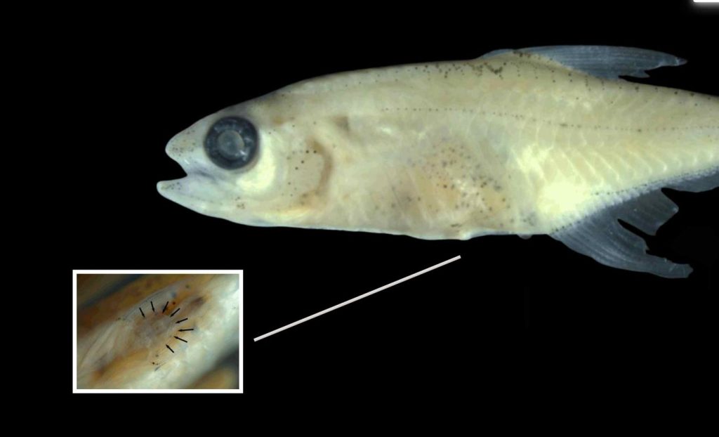 Αμαζόνιος: Eρευνητές ανακάλυψαν άγνωστο ψάρι «μινιατούρα» – Δεν ξεπερνά τα δύο εκατοστά! (φωτο)