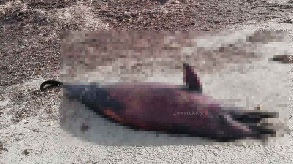 Δελφίνι ξεβράστηκε νεκρό σε παραλία της Λήμνου – Η τρύπα στην πλάτη του δημιουργεί ερωτήματα (φωτο)