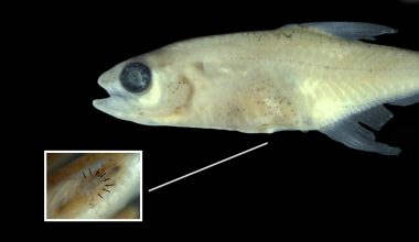 Priocharax rex: Ανακαλύφθηκε νέο είδος ψαριού με ένα επιπλέον όργανο