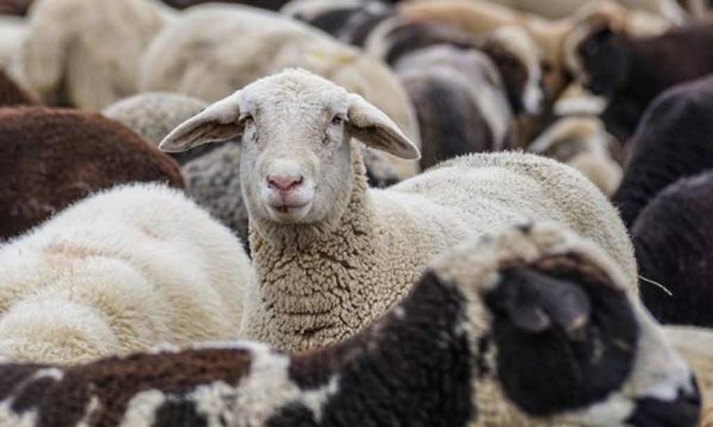 Ξεσπά ο κτηνοτρόφος Κ.Θεοφίλου: «Τα πρόβατά μου έχουν θεραπευτεί από την ευλογιά – Άδικα θα μου τα σκοτώσουν»