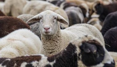 Ξεσπά ο κτηνοτρόφος Κ.Θεοφίλου: «Τα πρόβατά μου έχουν θεραπευτεί από την ευλογιά – Άδικα θα μου τα σκοτώσουν»