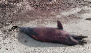 Δελφίνι ξεβράστηκε νεκρό σε παραλία της Λήμνου – Η τρύπα στην πλάτη του δημιουργεί ερωτήματα (φωτο)