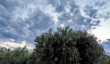 Καιρός: Αίθριος αύριο με λίγες τοπικές νεφώσεις – Έως 20 βαθμούς Κελσίου η θερμοκρασία