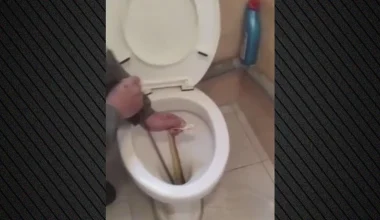 Καστοριά: Φίδι ενός μέτρου «κρυβόταν» σε λεκάνη τουαλέτας σε σπίτι επί δύο εβδομάδες! – Δείτε βίντεο