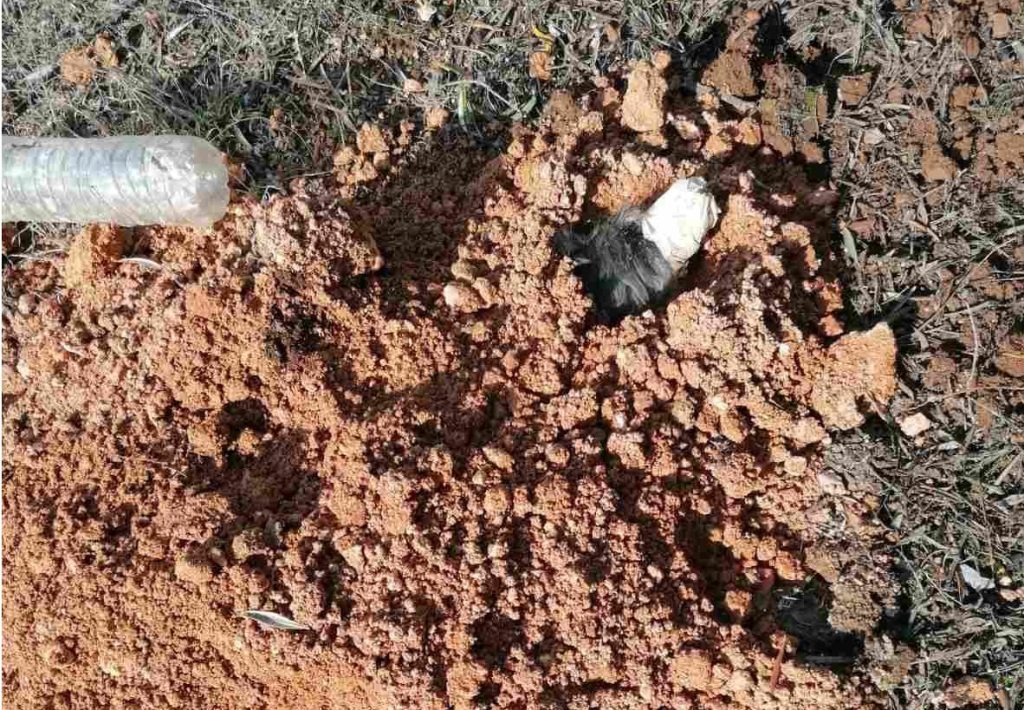 ΕΛ.ΑΣ για κτηνωδία στη Ν.Μηχανιώνα: «Είναι να αναρωτιέσαι ποιος έχει δύο και ποιος τέσσερα πόδια» (φώτο)