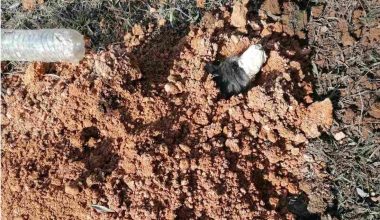 ΕΛ.ΑΣ για κτηνωδία στη Ν.Μηχανιώνα: «Είναι να αναρωτιέσαι ποιος έχει δύο και ποιος τέσσερα πόδια» (φώτο)