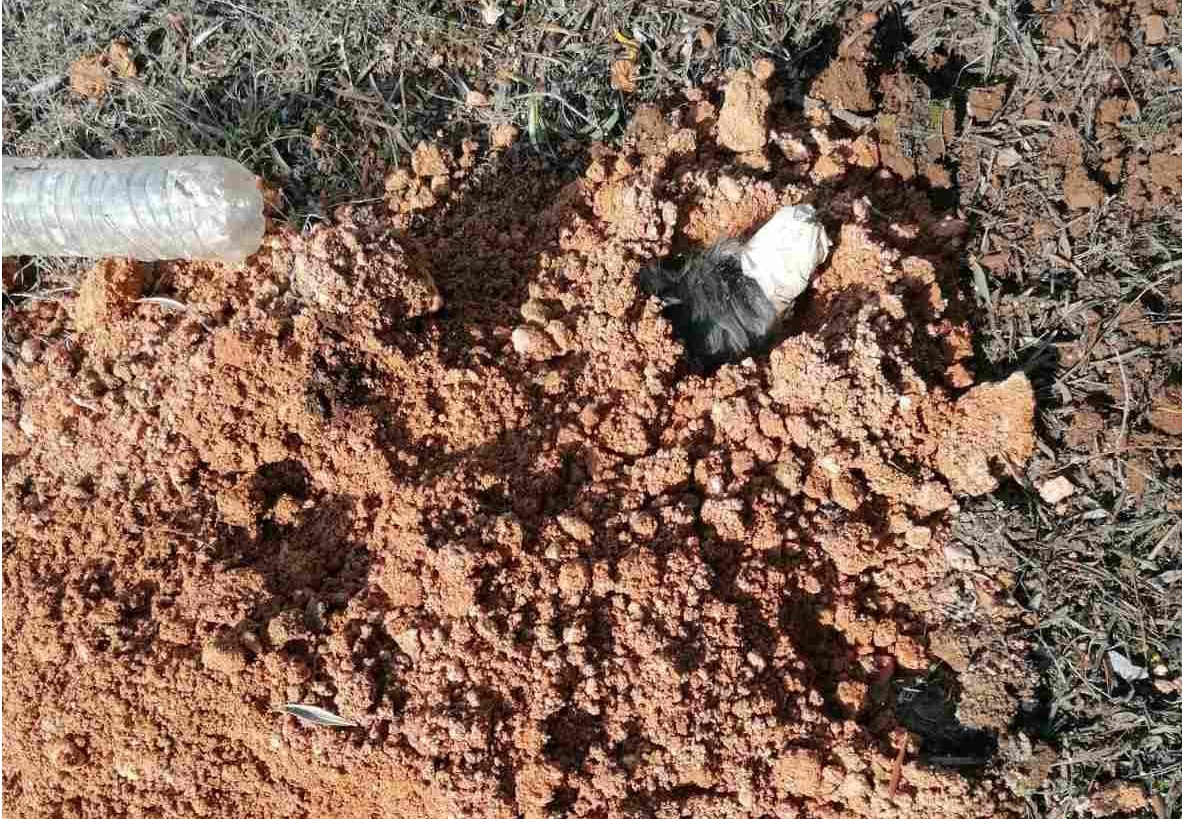 ΕΛ.ΑΣ για κτηνωδία στη Ν.Μηχανιώνα: «Είναι να αναρωτιέσαι ποιος έχει δύο και ποιος τέσσερα πόδια» (φώτο)