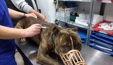 Ζάκυνθος: Σε εξετάσεις υποβάλλεται το πιτ μπουλ που κατασπάραξε τον 2χρονο – «Δεν έχω δει πιο απαθές ζώο»