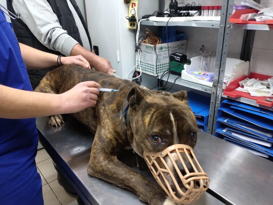 Ζάκυνθος: Σε εξετάσεις υποβάλλεται το πιτ μπουλ που κατασπάραξε τον 2χρονο – «Δεν έχω δει πιο απαθές ζώο»