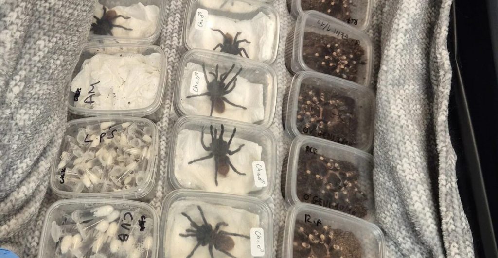 Απίστευτο εύρημα από τις βρετανικές Αρχές: Εντόπισαν 2.000 ταραντούλες μέσα σε φορτίο (φωτο)