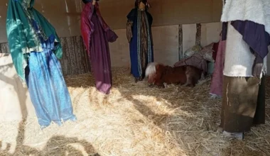 Βόλος: Έντονες αντιδράσεις για ζωντανό πόνυ σε φάτνη της πόλης – Τι λέει ο Α.Μπέος