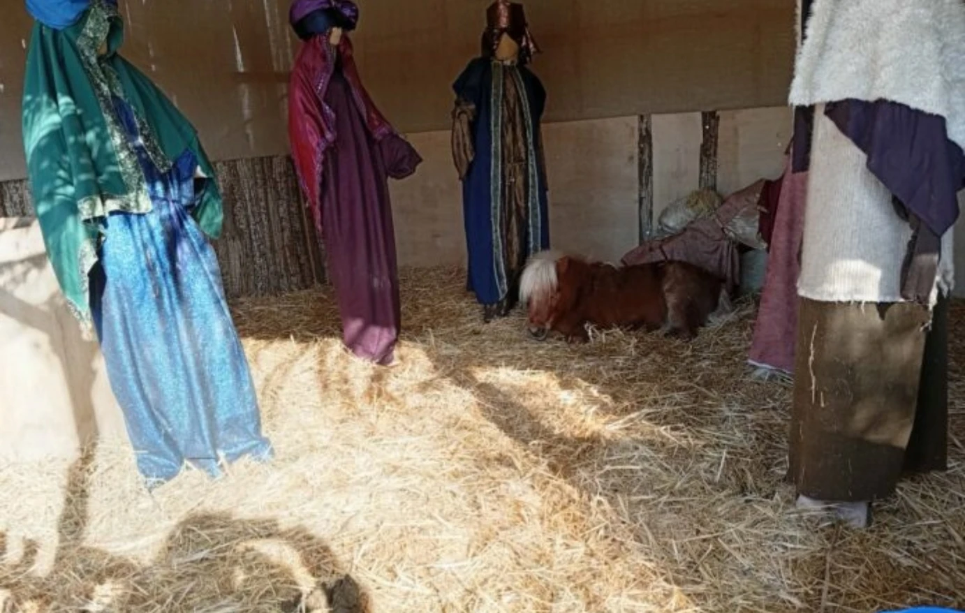 Βόλος: Έντονες αντιδράσεις για ζωντανό πόνυ σε φάτνη της πόλης – Τι λέει ο Α.Μπέος