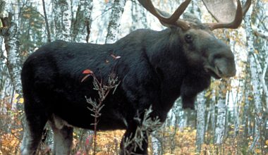 Εξαιρετικά σπάνια λευκή άλκη εντοπίστηκε στο Κεμπέκ του Καναδά: Δείτε βίντεο