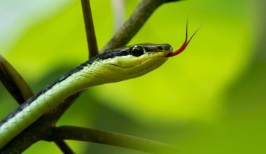 Τι θα συμβεί αν ένα δηλητηριώδες φίδι… δαγκώσει την ουρά του;