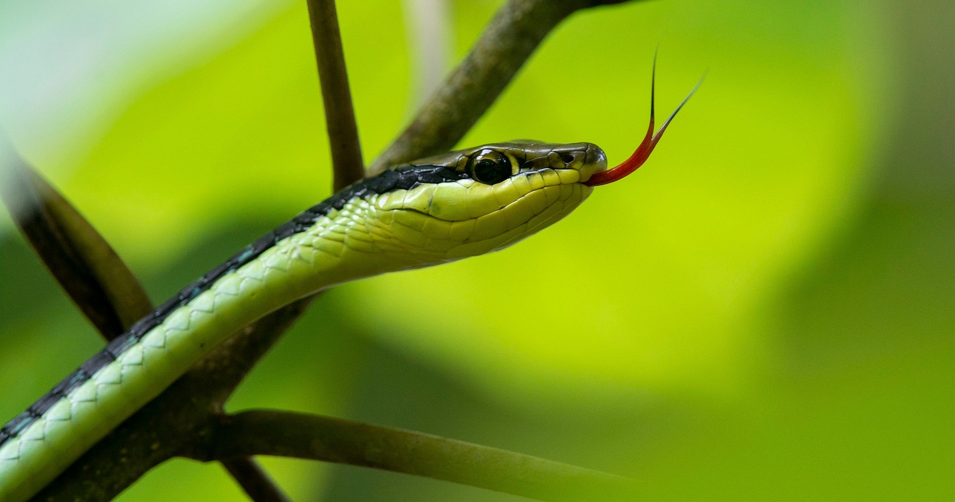 Τι θα συμβεί αν ένα δηλητηριώδες φίδι… δαγκώσει την ουρά του;
