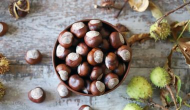 Τα οφέλη που έχουν για την υγεία τα κάστανα: Δείτε τι αλλάζει αν τα τρώτε ωμά, ψητά ή βραστά