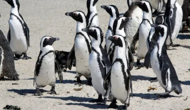 H πείνα «θέρισε» τους πιγκουίνους της Ν.Αφρικής – Πάνω από 60.000 έχουν πεθάνει από το 2004