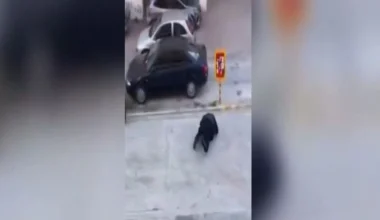 Απίστευτη σκηνή στη Θεσσαλονίκη: Αστυνομικός πήγε να πιάσει αγριογούρουνο και… σωριάστηκε στον δρόμο (βίντεο)