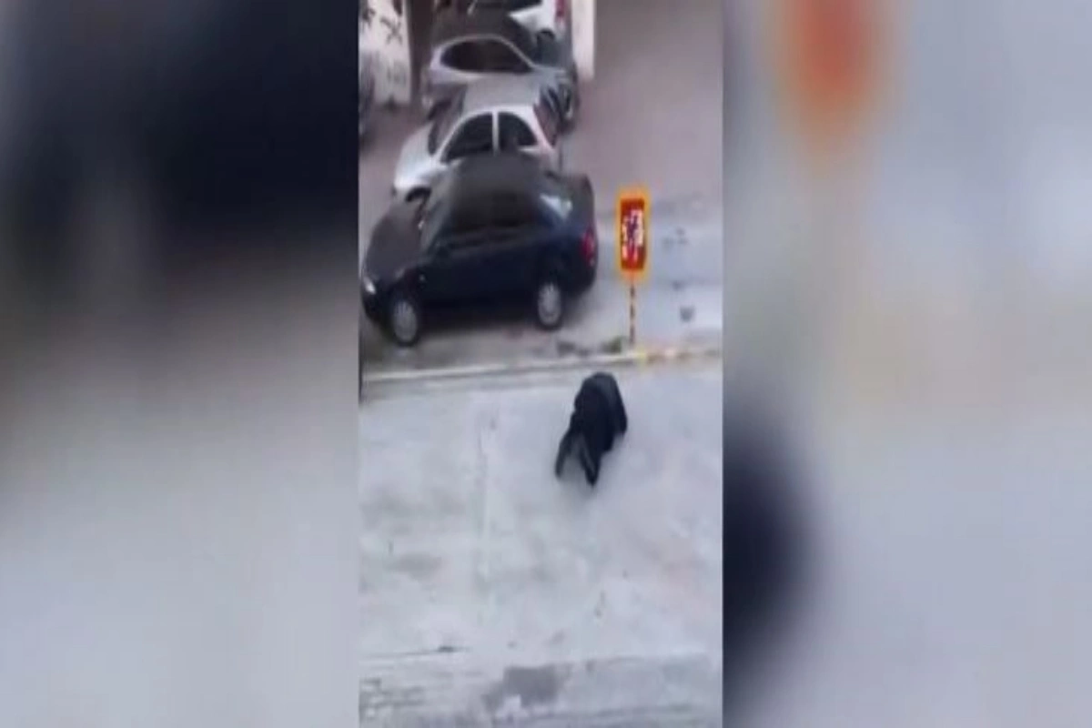 Απίστευτη σκηνή στη Θεσσαλονίκη: Αστυνομικός πήγε να πιάσει αγριογούρουνο και… σωριάστηκε στον δρόμο (βίντεο)