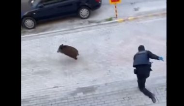 Επικό σκηνικό: Αστυνομικοί στον Εύοσμο κυνηγούσαν αγριογούρουνο και δεν μπορούσαν να το πιάσουν! – Δείτε βίντεο