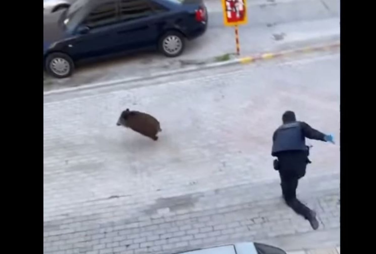 Επικό σκηνικό: Αστυνομικοί στον Εύοσμο κυνηγούσαν αγριογούρουνο και δεν μπορούσαν να το πιάσουν! – Δείτε βίντεο