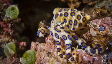 Βίντεο: Bρετανός τουρίστας κρατά στο χέρι του χταπόδι με μπλε δακτυλίους – Γιατί θεωρείται άκρως επικίνδυνο