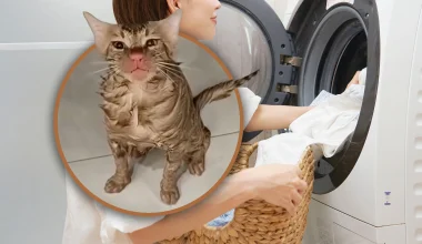 Βίντεο: Κινέζα έπλυνε κατά λάθος την γάτα της στο πλυντήριο