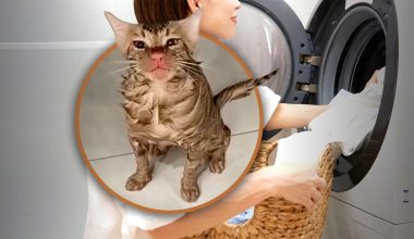 Βίντεο: Γυναίκα στην Κίνα έβαλε κατά λάθος στο πλυντήριο μαζί με τα ρούχα τη… γάτα της