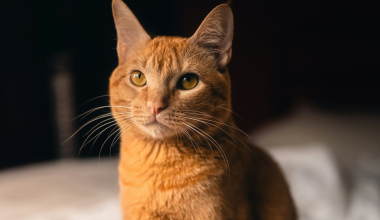 Ηλιούπολη: Πέταξαν σε νηπιαγωγείο γατάκι αποκεφαλισμένο και ακρωτηριασμένο