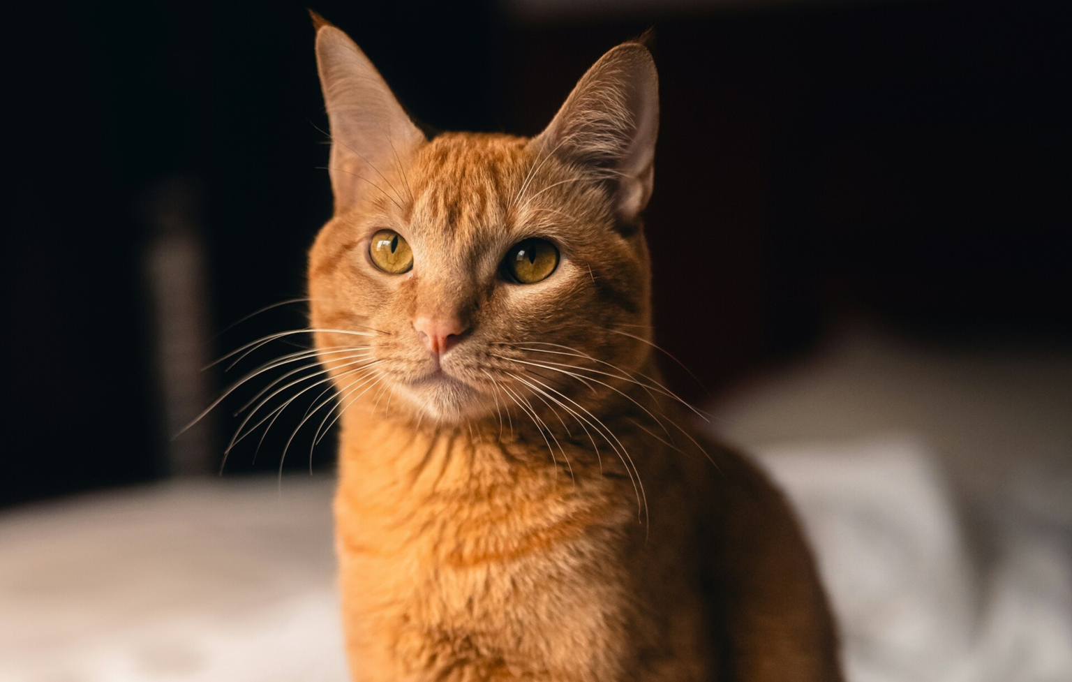 Ηλιούπολη: Πέταξαν σε νηπιαγωγείο γατάκι αποκεφαλισμένο και ακρωτηριασμένο