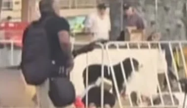 Αιματηρή επίθεση στο Σίδνεϊ: Σκυλίτσα στέκεται πάνω από το άψυχο σώμα του ιδιοκτήτη της – Δείτε βίντεο