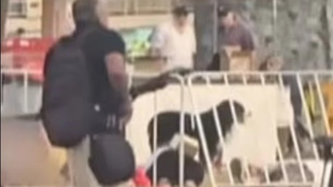 Αιματηρή επίθεση στο Σίδνεϊ: Σκυλίτσα στέκεται πάνω από το άψυχο σώμα του ιδιοκτήτη της – Δείτε βίντεο