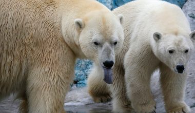 Γροιλανδία: Εντοπίστηκαν πολικές αρκούδες με γενετικές αλλαγές