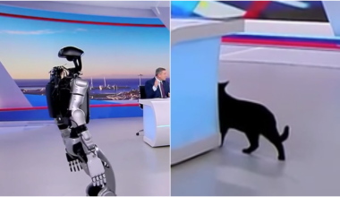 Το ανθρωποειδές ρομπότ Σοφία «επισκέφθηκε» το πλατό του ΣΚΑΪ: H αντίδραση της γάτας της εκπομπής (βίντεο)