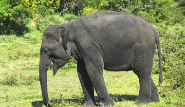 Φρίκη στην Σρι Λάνκα: Πυροβόλησαν και έκαψαν ζωντανό ελέφαντα – Δείτε βίντεο (σκληρές εικόνες)