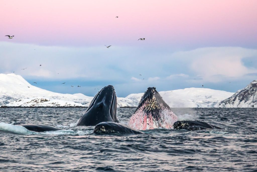 Drones ανίχνευσαν  θανατηφόρο ιό στις φάλαινες  στην Αρκτική