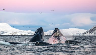 Drones ανίχνευσαν  θανατηφόρο ιό στις φάλαινες  στην Αρκτική