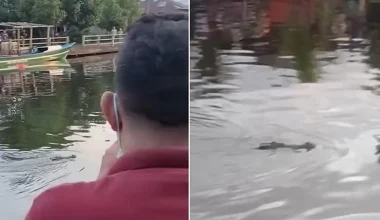 Φρικτό τέλος για έναν 10χρονο στην Ινδονησία: Κροκόδειλος τον κατασπάραξε και μετέφερε τη σορό του (βίντεο)