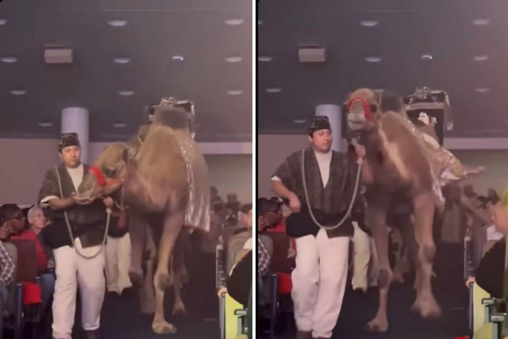 Γυναίκα τραυματίστηκε μετά από κλωτσιά καμήλας που δέχτηκε σε εκκλησία του Χιούστον (βίντεο)