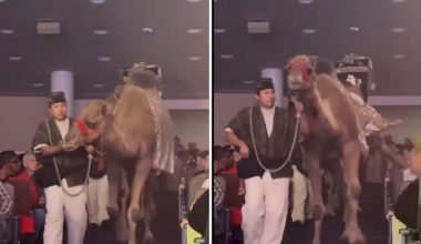 Γυναίκα τραυματίστηκε μετά από κλωτσιά καμήλας που δέχτηκε σε εκκλησία του Χιούστον (βίντεο)