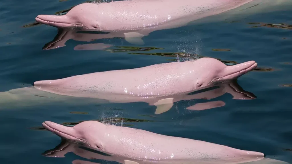 Αμαζόνιος: Kάμερα κατέγραψε ροζ δελφίνια να «παίζουν» στο νερό – Εντυπωσιακά πλάνα