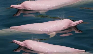 Αμαζόνιος: Kάμερα κατέγραψε ροζ δελφίνια να «παίζουν» στο νερό – Εντυπωσιακά πλάνα